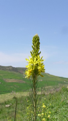 Dagens blomster billede er Asphodeline lutea fundet i ca. 700 m.o.h.