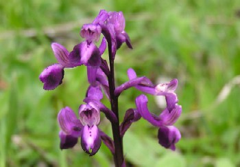 Orkideen heder Orchis longicornu og er fundet kl. 14.50 p vej op til bussen ca. 1000 m.o.h.