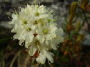 23. juli - Rhododendron palustre