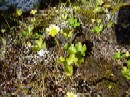 26. juli - Ranunculus lapponicus