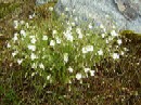 22. juli - Cerastium alpinum