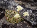 27. juli - Saxifraga paniculata