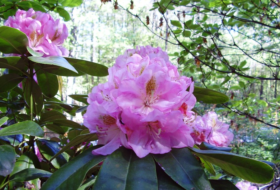 Rhododendron `Scintillation´