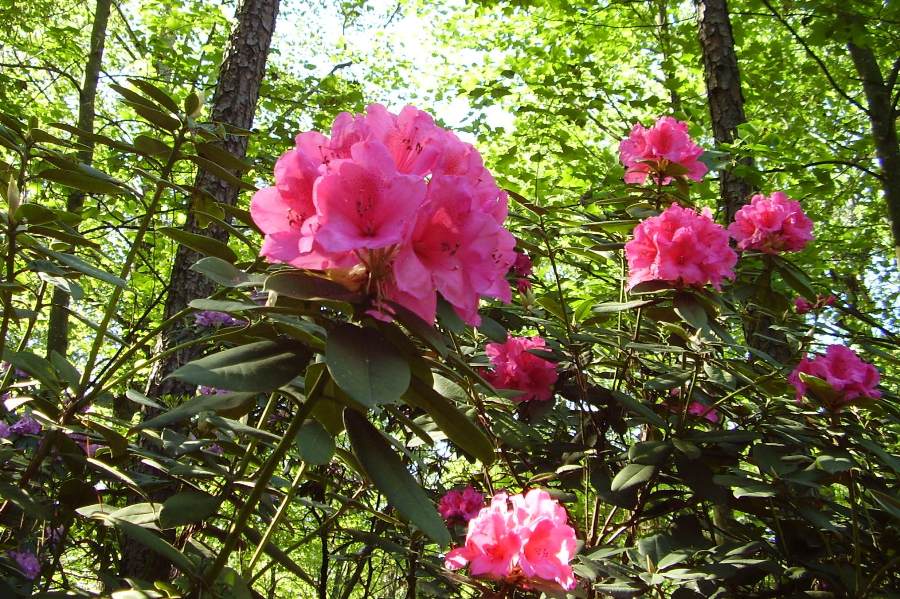 Rhododendron `Anna Rose Whitney´