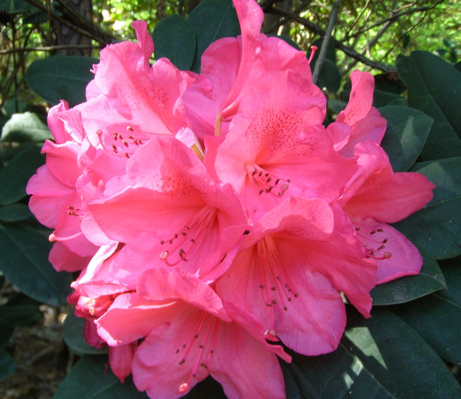 Rhododendron `Anna Rose Whitney´