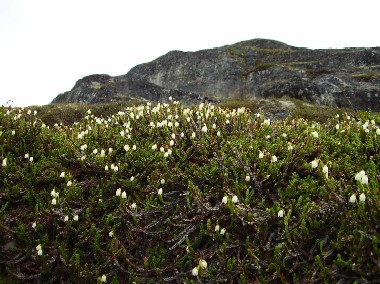 Casiope tetragona - Fundet på Grønland, Rodebay