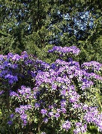 Rhododendron blå ?