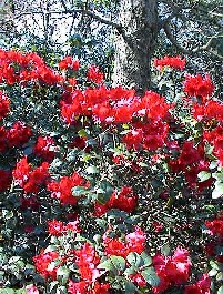 Rhododendron rød ?